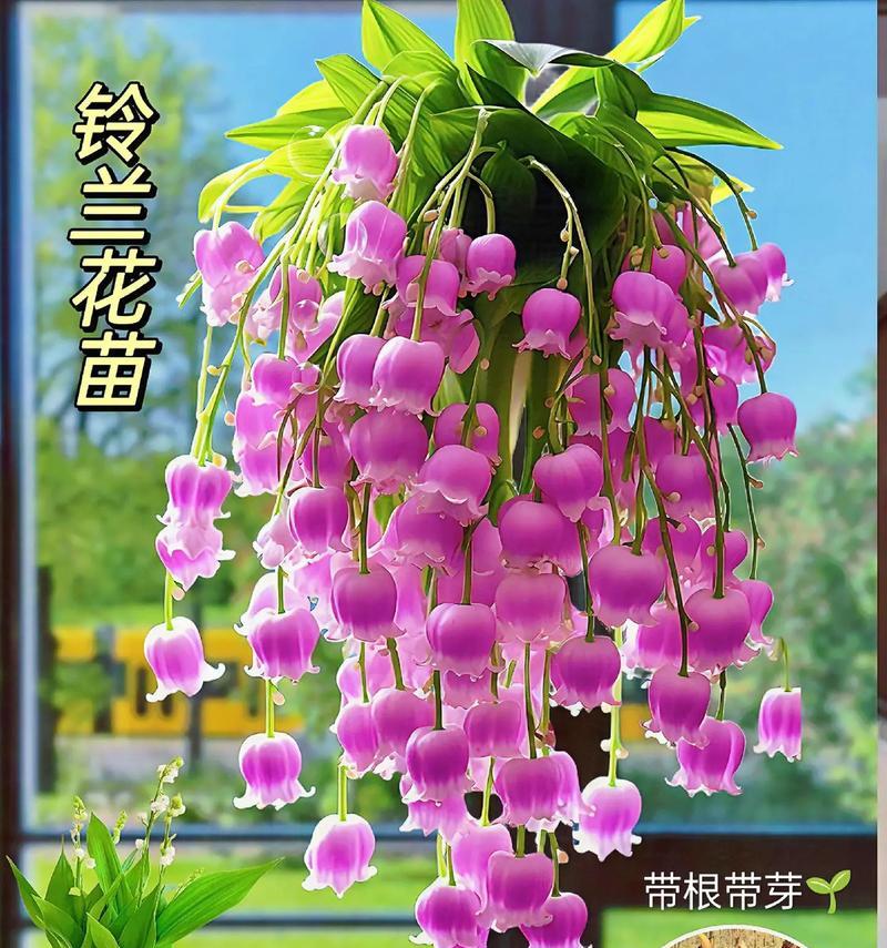 粉色爱心花代表什么含义？粉色爱心花卉的花语是什么？