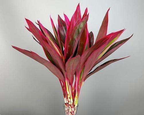 室内适合摆放哪些寓意好的花卉？选择这些花卉有何技巧？