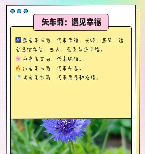 哪些花卉不仅美丽而且寓意深远？它们的花语是什么？