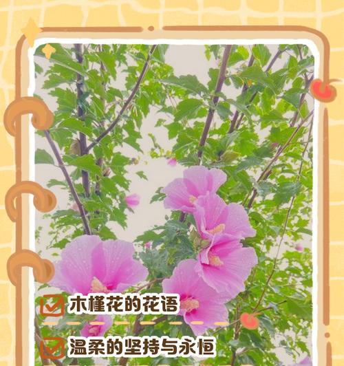 哪些花卉不仅美丽而且寓意深远？它们的花语是什么？