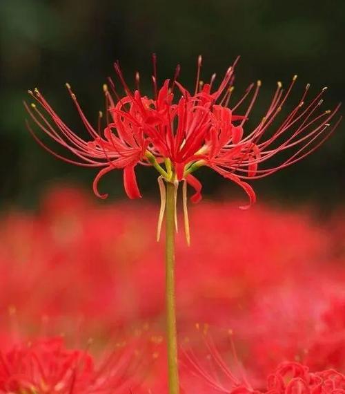 忘记的花语代表什么？花卉中的遗忘与记忆。