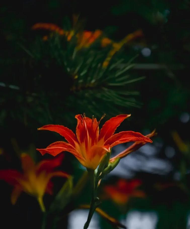 忘记的花语代表什么？花卉中的遗忘与记忆。