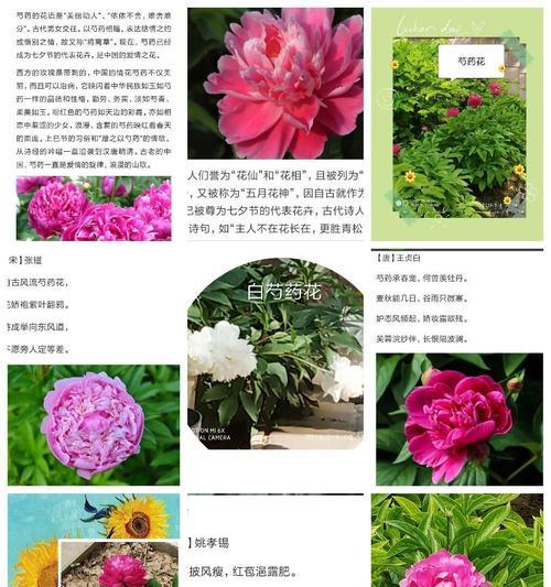 忘记的花语代表什么？花卉中的遗忘与记忆。