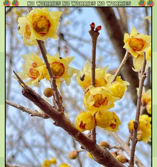 腊花代表什么含义？这种花卉在文化中承载了哪些意义？