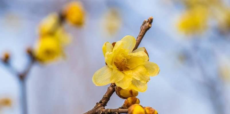 腊花代表什么含义？这种花卉在文化中承载了哪些意义？