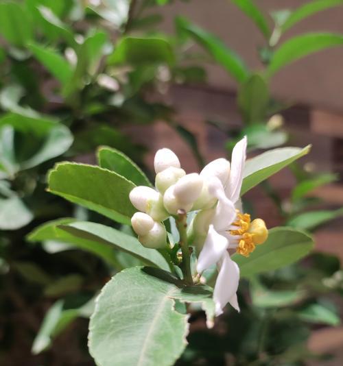 腊花代表什么含义？这种花卉在文化中承载了哪些意义？