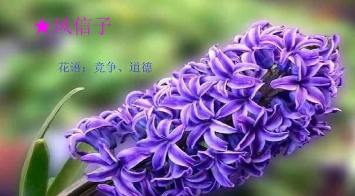 小米花的花语有哪些？