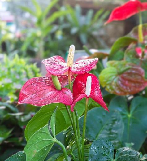 哪种花的花语是自信？象征自信的花有哪些？
