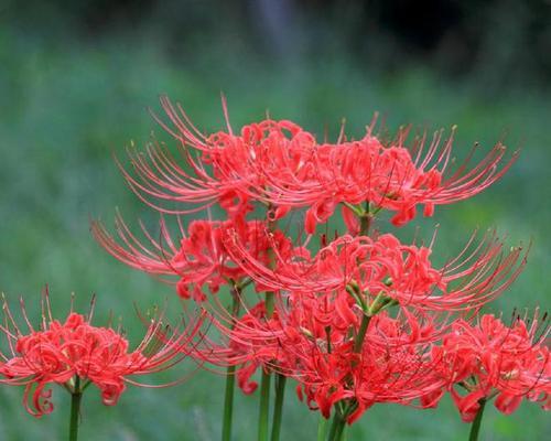 花的预言象征意义是什么？花在预言中代表了什么？