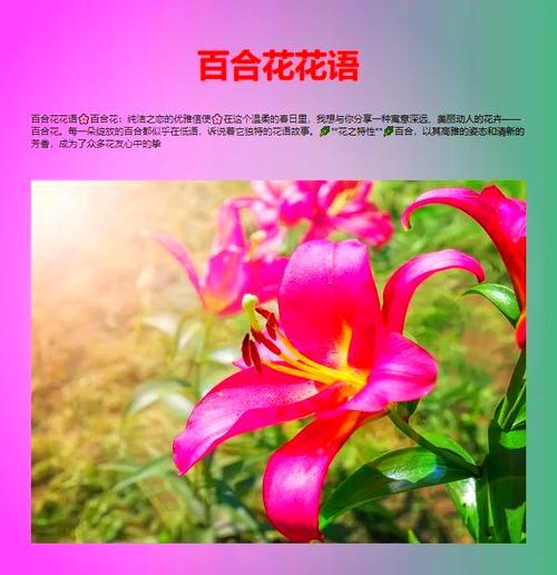 粉色百合花语有何寓意？它象征着什么？