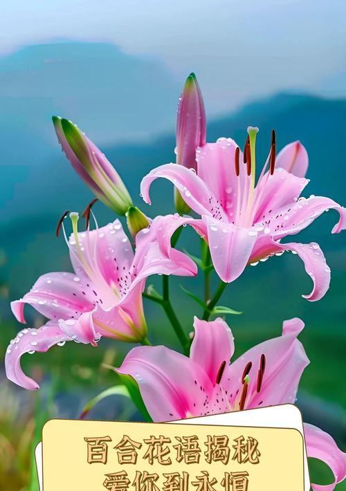 粉色百合花语有何寓意？它象征着什么？