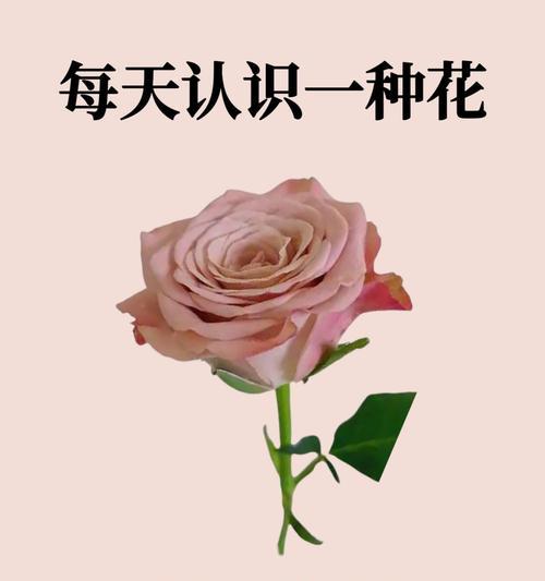 邪恶的象征花是什么？哪些花充满邪恶象征？