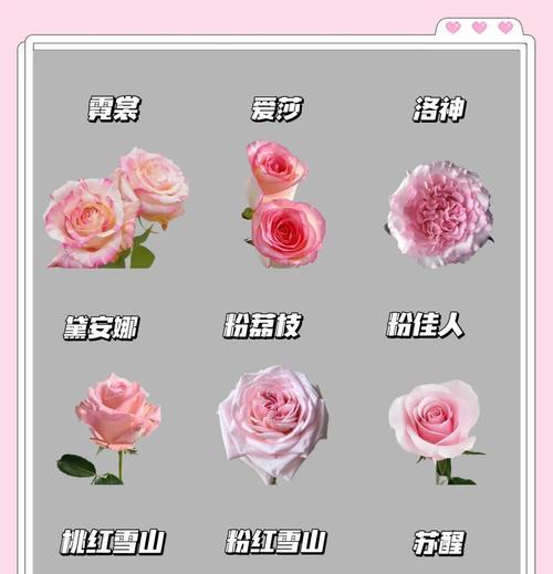 邪恶的象征花是什么？哪些花充满邪恶象征？