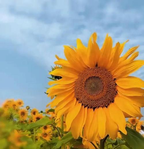 永恒之花象征着什么？其花语代表的永恒不变的爱是什么？