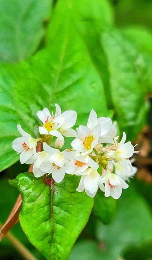 荞麦花的花语含义是什么？它象征着什么？