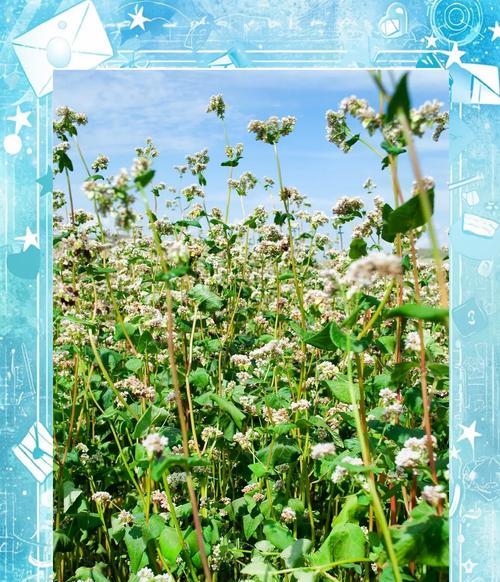 荞麦花的花语含义是什么？它象征着什么？