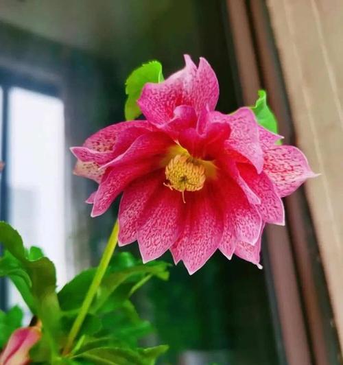 铁筷子花的花语有哪些？