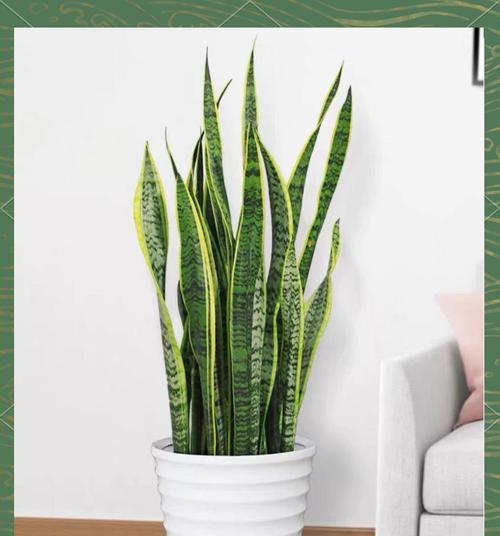 虎皮兰的花语有何特别之处？如何解读其深层含义？