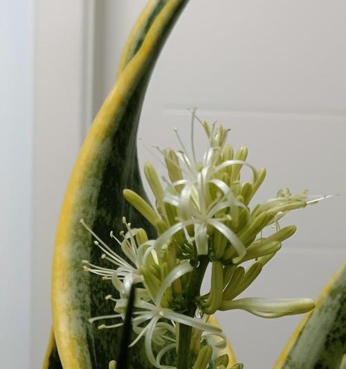 虎皮兰的花语有何特别之处？如何解读其深层含义？