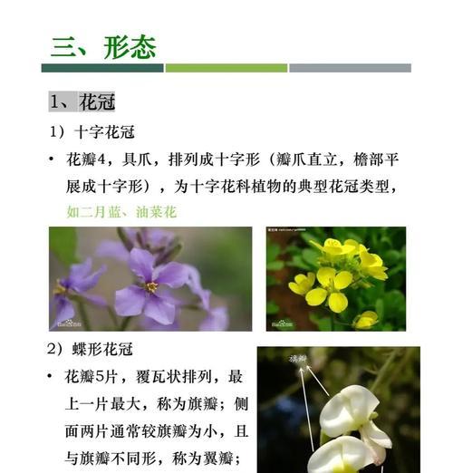 花的深处含义是什么？如何解读花的深层象征意义？