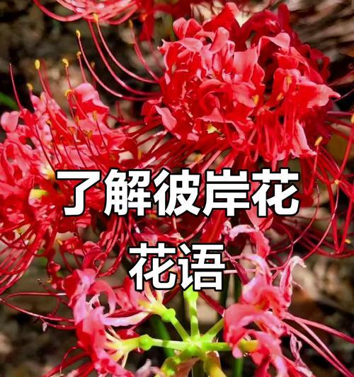 彼岸花的花语有哪些？