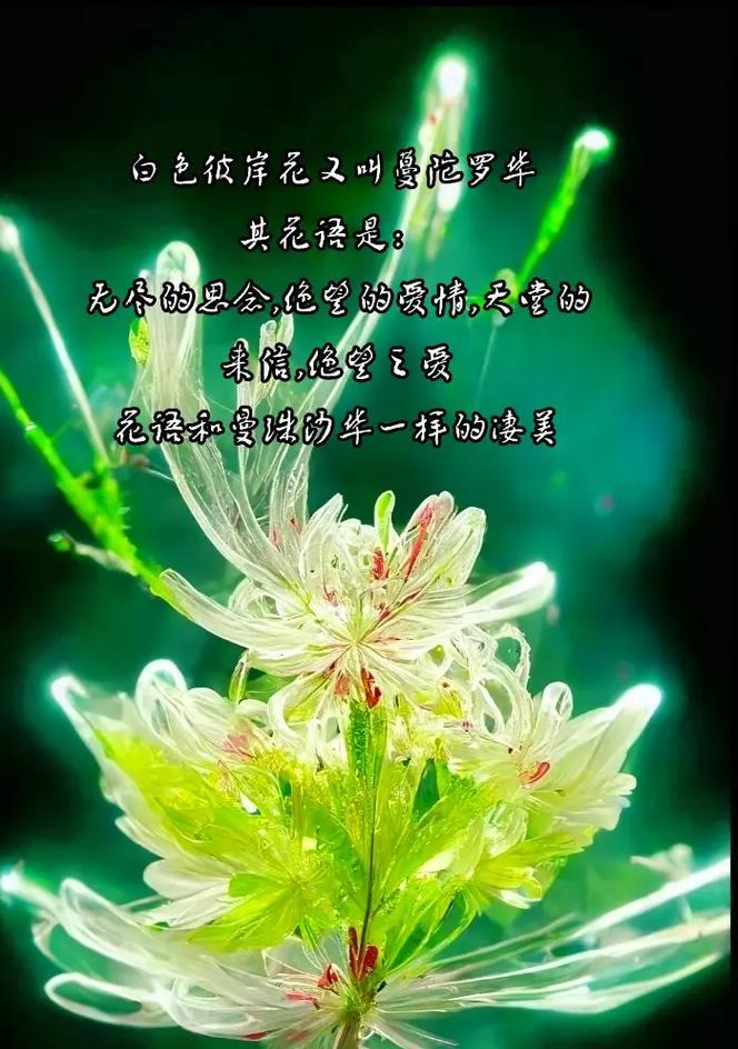 彼岸花的花语有哪些？