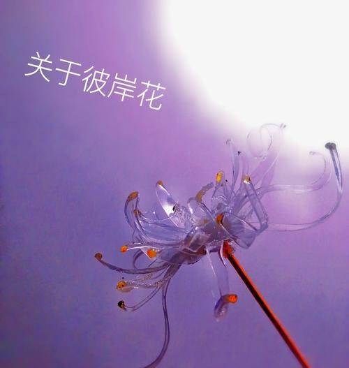 彼岸花的花语有哪些？