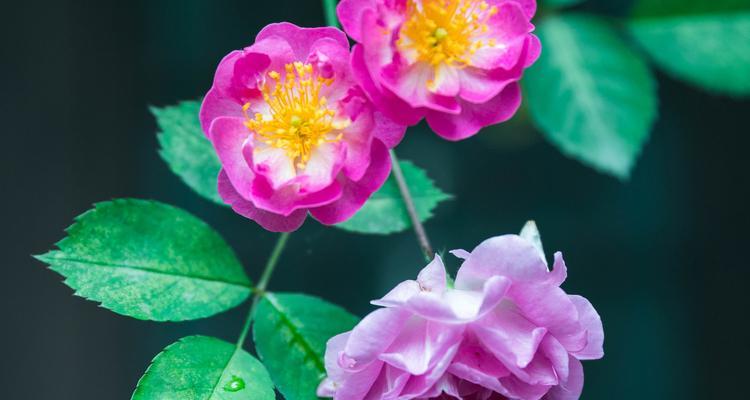 通透象征的花卉有哪些？