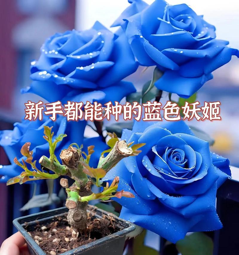 蓝色妖姬的花语是什么？蓝色妖姬代表什么意义？