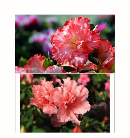 杜鹃花的花语有哪些？