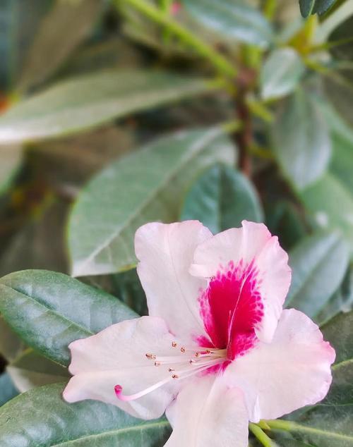 杜鹃花的花语有哪些？
