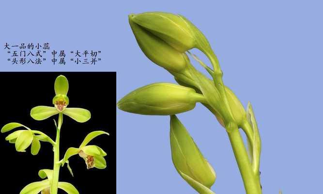 五门花八的含义是什么？五门花八代表了什么？