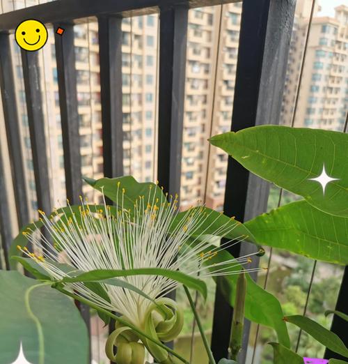 象征祝你幸福的花有哪些？如何选择寓意吉祥的花卉？