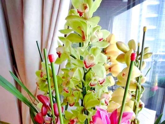 象征祝你幸福的花有哪些？如何选择寓意吉祥的花卉？