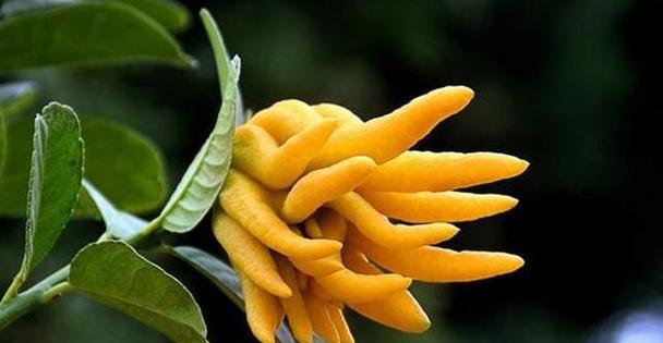 扶手花的寓意和象征是什么？