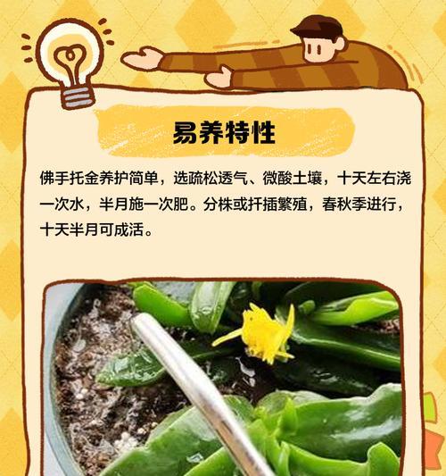 扶手花的寓意和象征是什么？