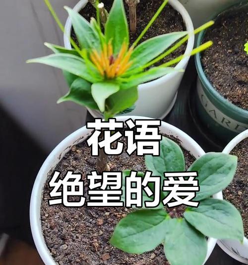 哪些花象征着回忆和思念？它们的花语是什么？