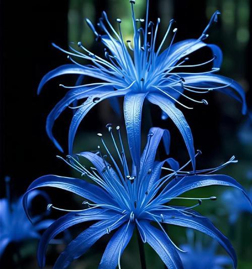 哪些花象征着回忆和思念？它们的花语是什么？