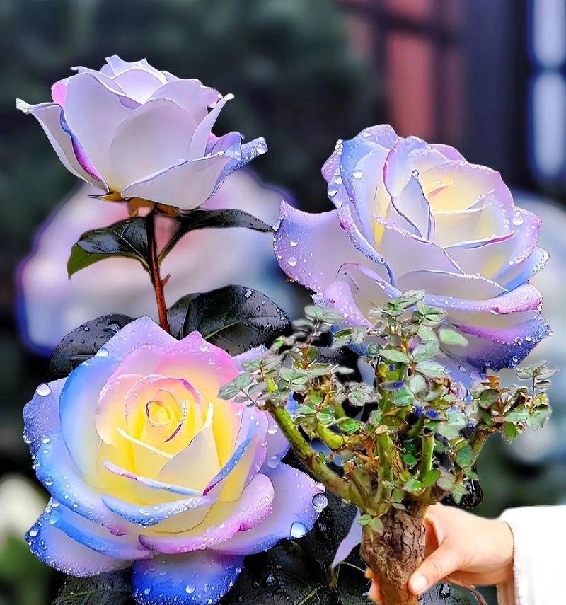 杯子花象征着什么？它在花语中传递了哪些信息？