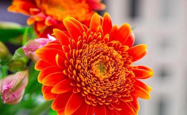 乐观的花语是什么花？花卉中的正能量象征。