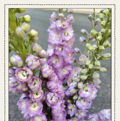 乐观的花语是什么花？花卉中的正能量象征。