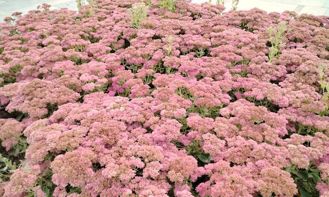 种植过的花有什么含义？种植花代表了什么？