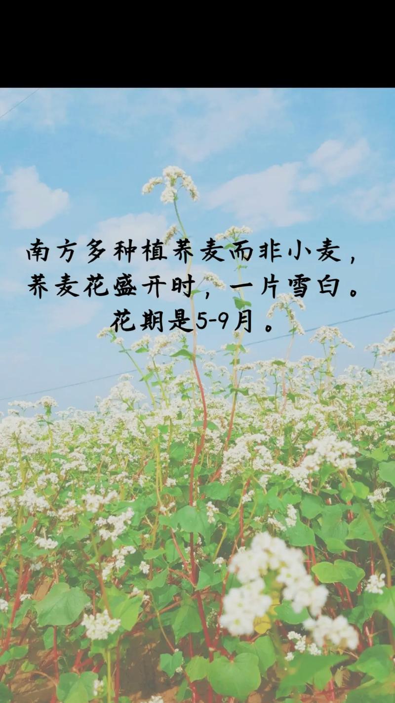 种植过的花有什么含义？种植花代表了什么？