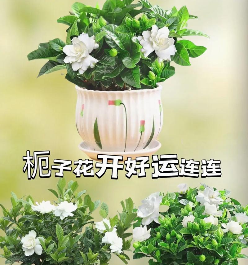 种植过的花有什么含义？种植花代表了什么？