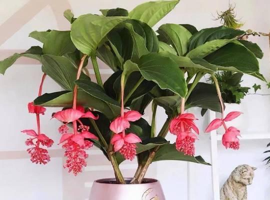 冷门花的寓意是什么？
