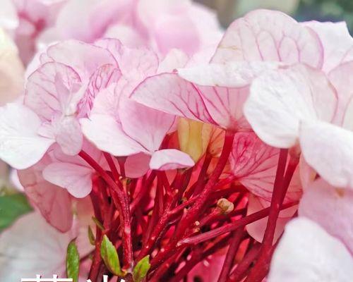 冷门花的寓意是什么？