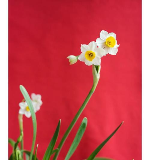 水芙蓉花的花语是什么？它有何特别含义？