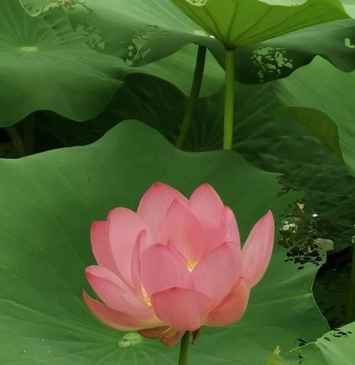 水芙蓉花的花语是什么？它有何特别含义？