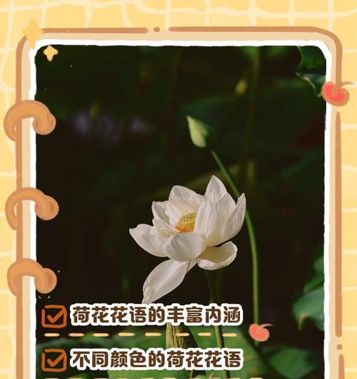 水芙蓉花的花语是什么？它有何特别含义？