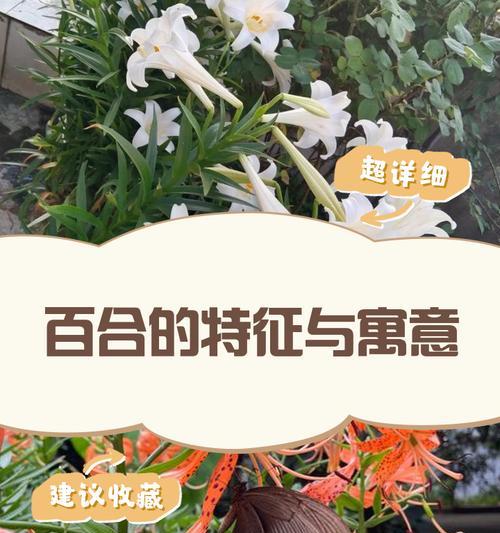 百合花的正面寓意和代表含义是什么？